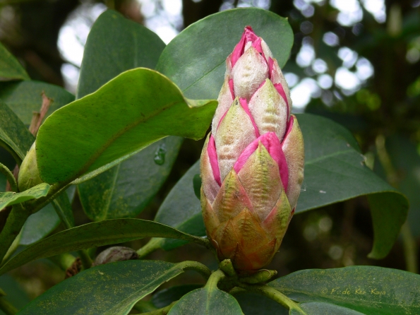 Bois des Moutiers (25) Mai 2012